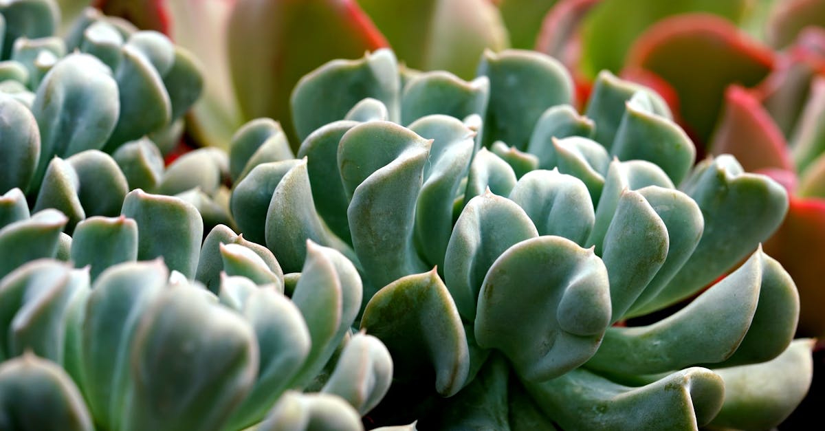 溫迪·威廉姆斯罕見採訪痛批輔助生活設施為「垃圾場」