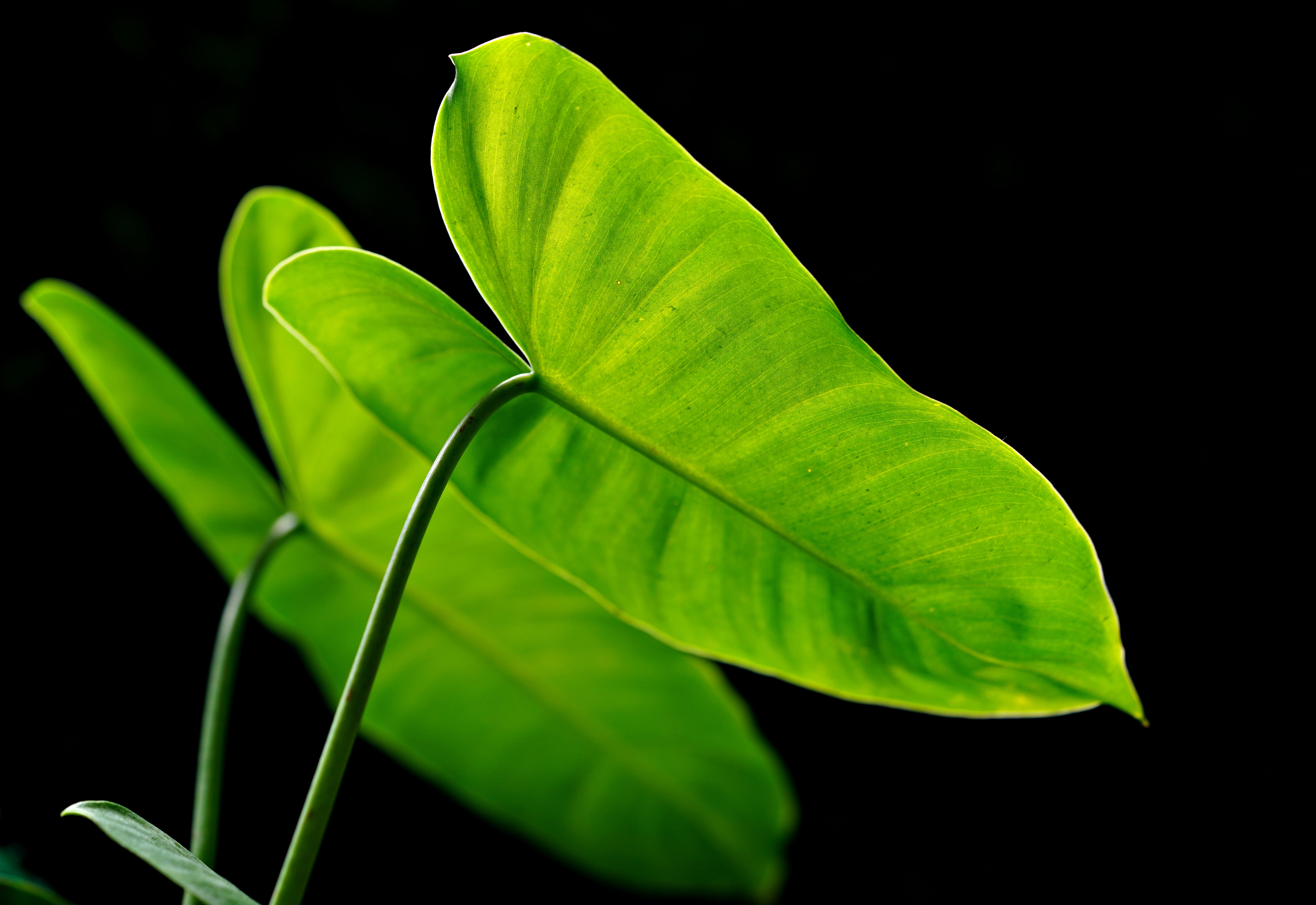 Philodendron patriciae