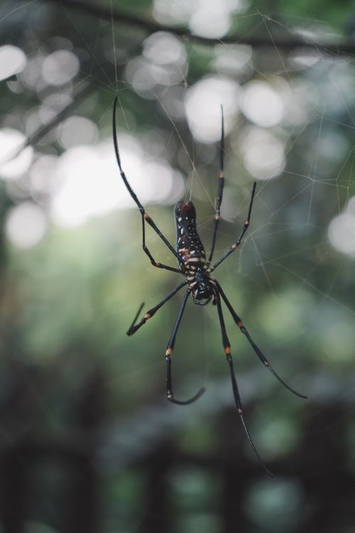 Free A detailed shot of a spider on its web with blurred green background lighting. Stock Photo