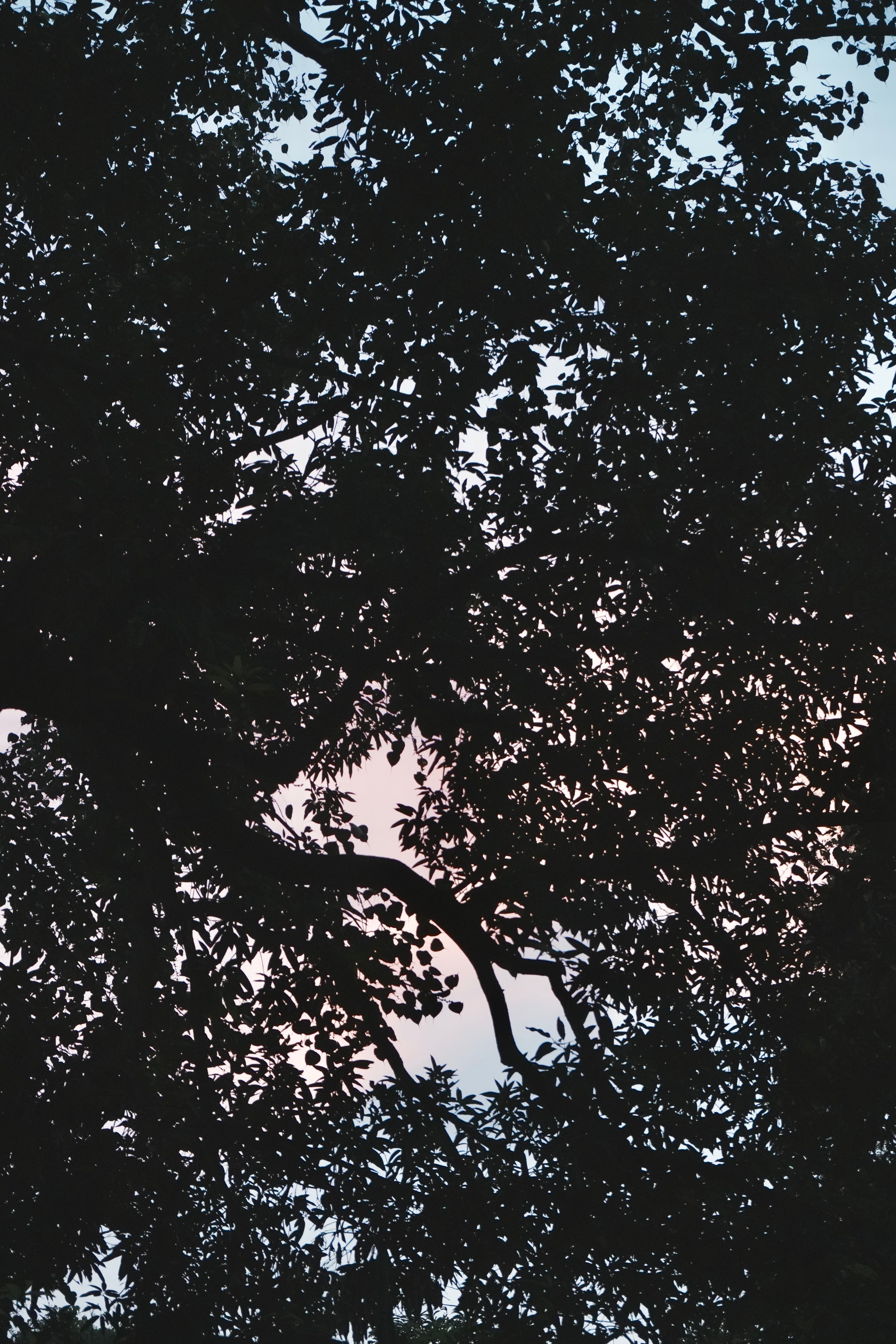 Silhouette of Tree Branches Against Twilight Sky · Free Stock Photo