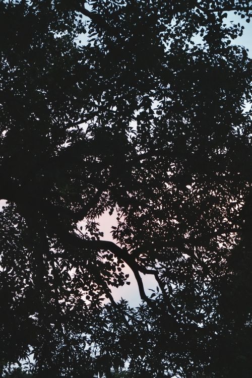 Free Silhouetted tree branches create a striking pattern against a twilight sky with soft colors. Stock Photo