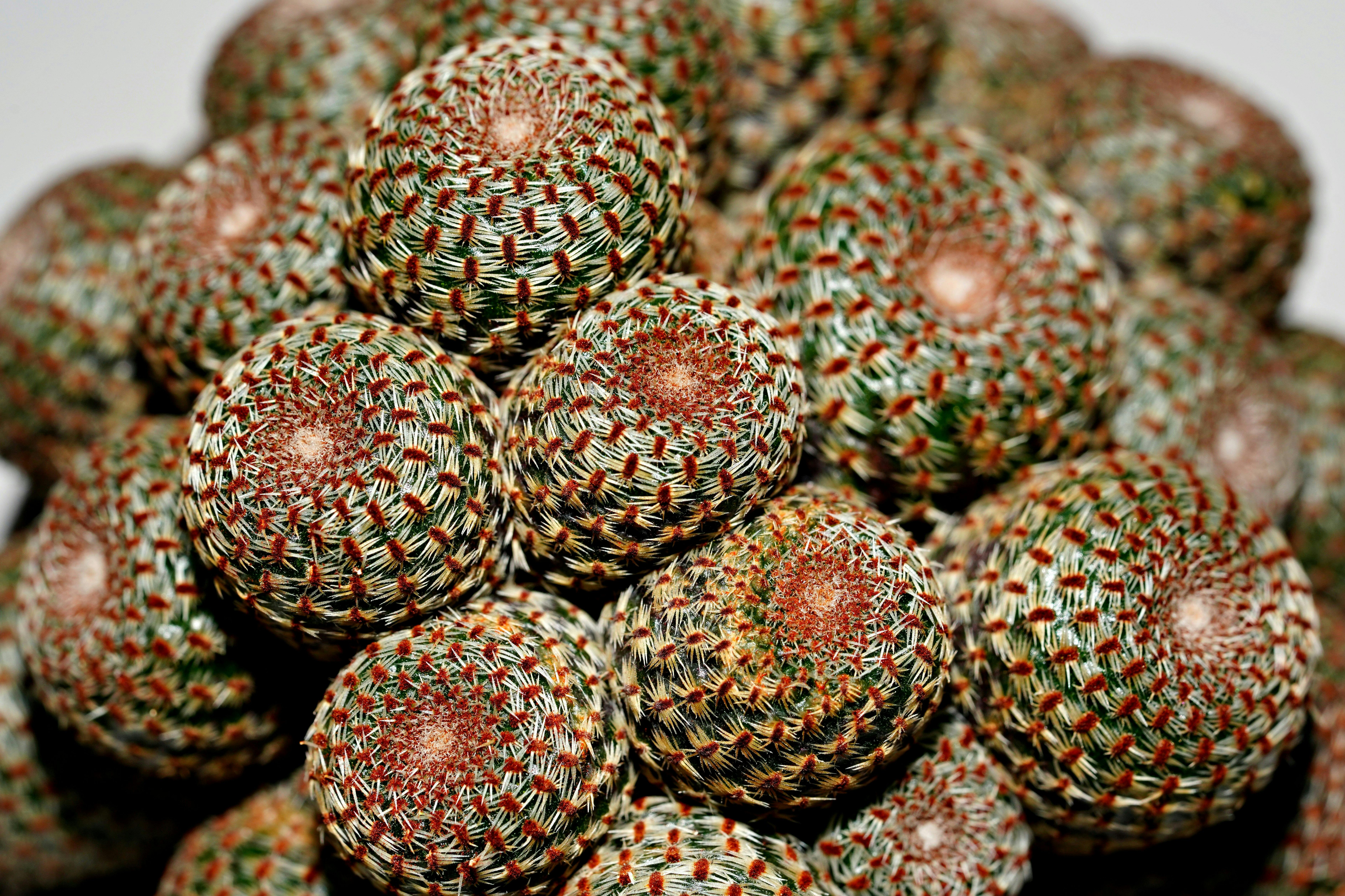 Cultivo Sostenible Atacama: Fisiología, Riego, Suelo y Protección