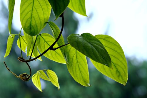Free A detailed view of green leaves with soft background, highlighting natural beauty and color. Stock Photo