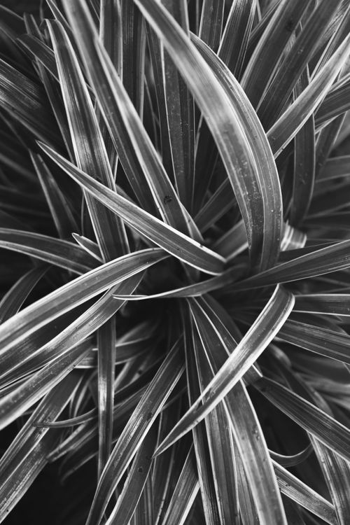 Free Abstract black and white close-up of plant leaves with sharp lines. Stock Photo