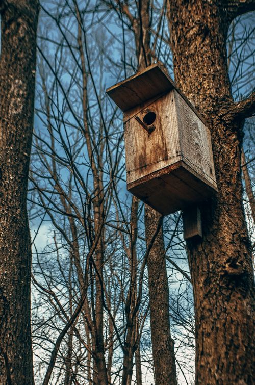 Free Wooden birdhouse on a tree amidst a bare winter forest in Ukraine. Stock Photo