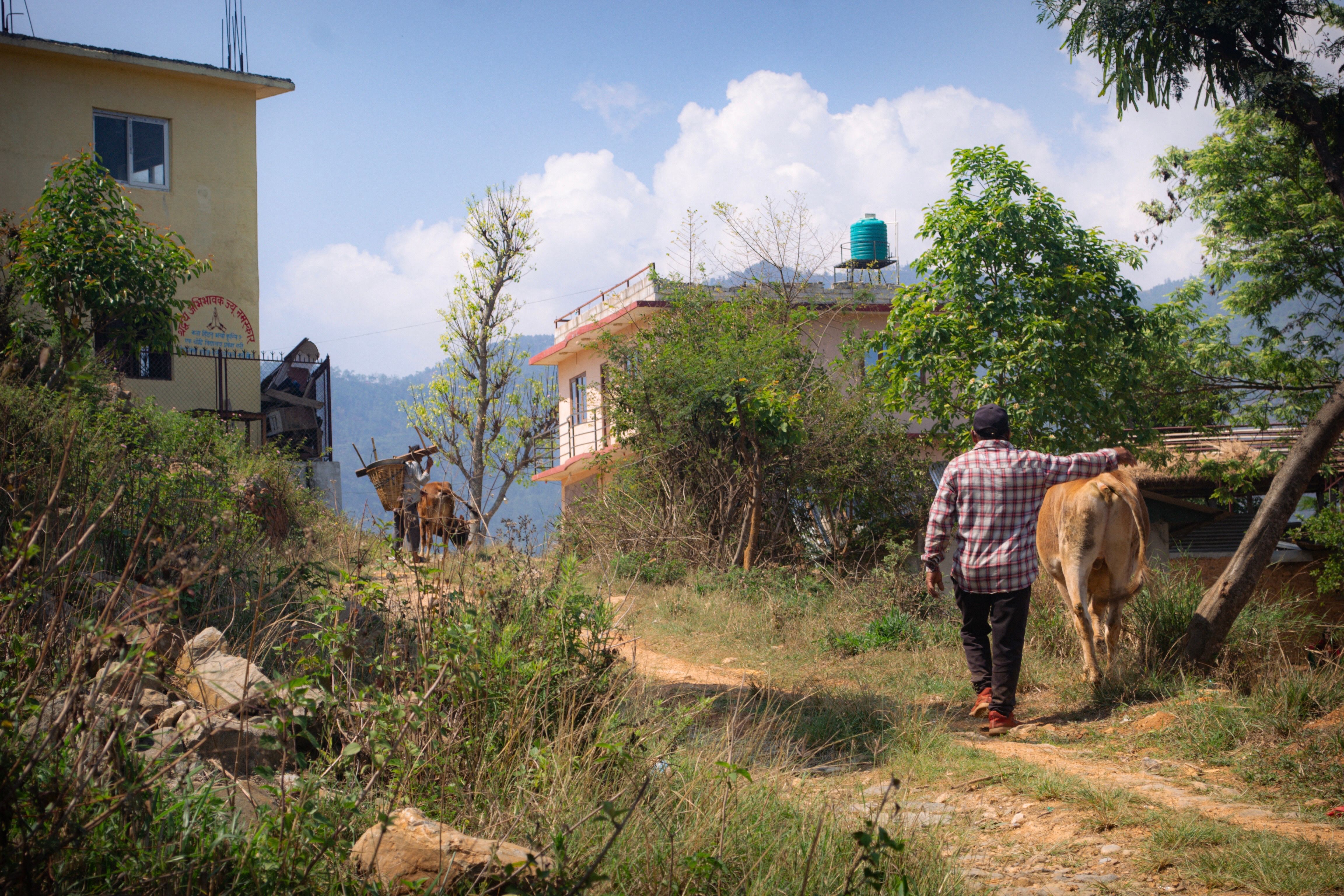 Man Walking with Cow in Rural Nepal · Free Stock Photo