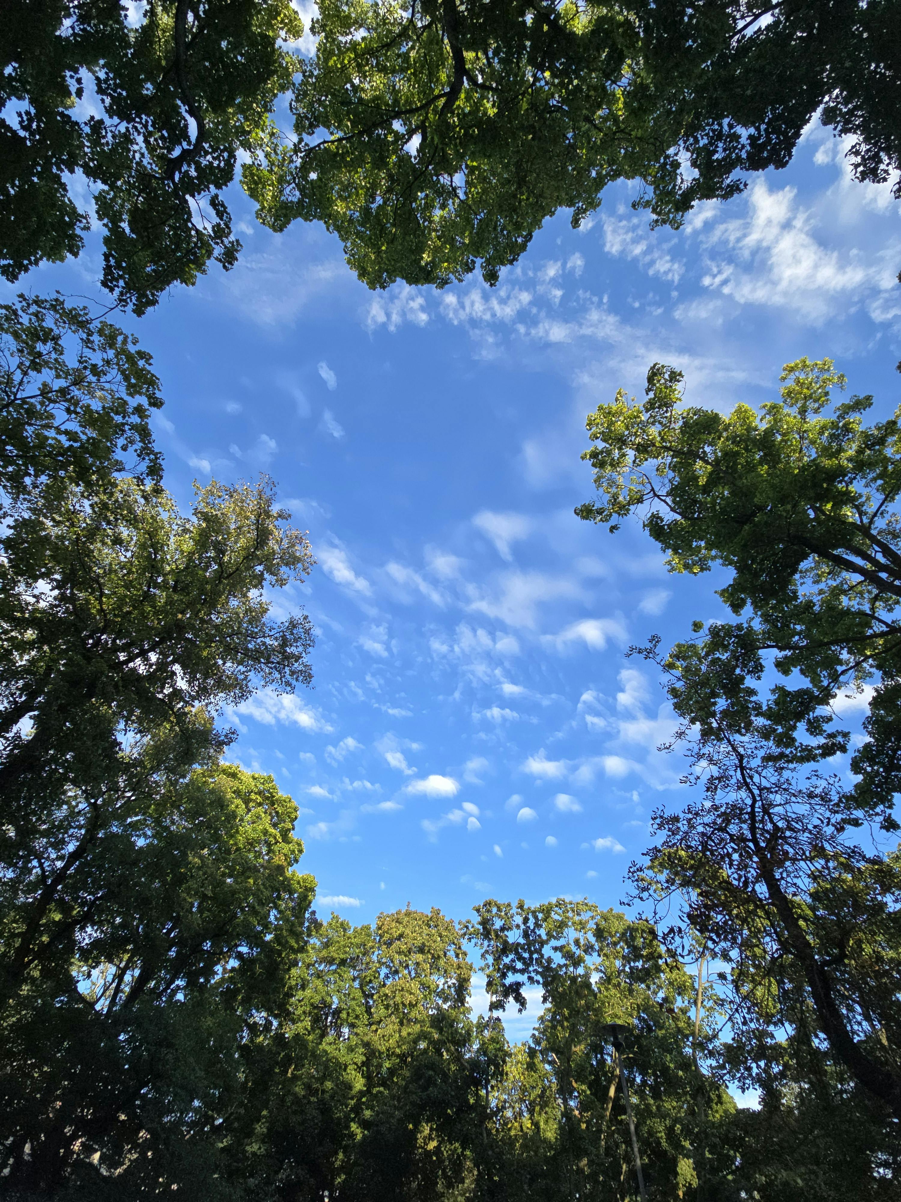 优化后的句子：天空中