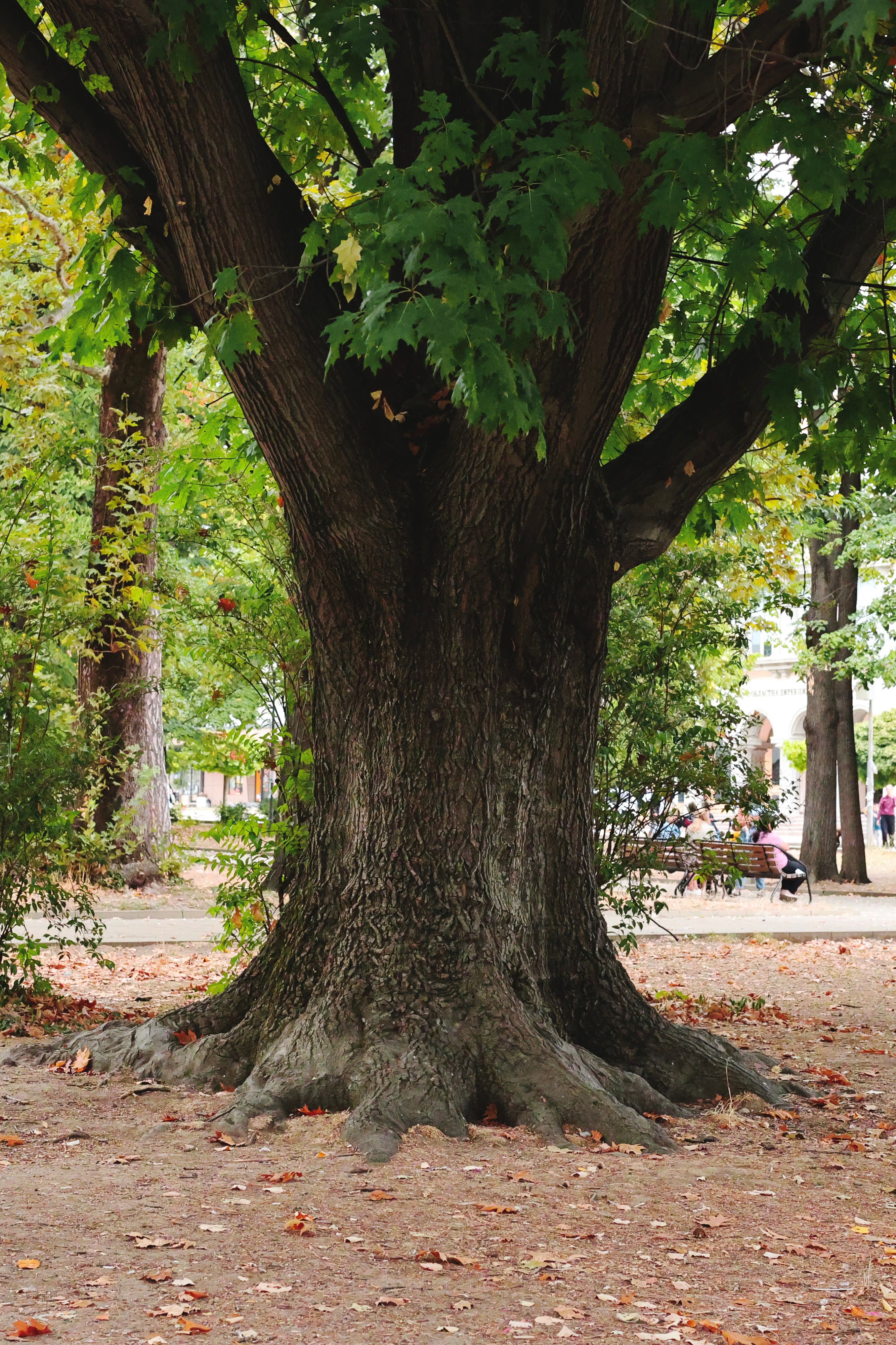 Majestic Norway Maple Tree in Bulgarian Park · Free Stock Photo