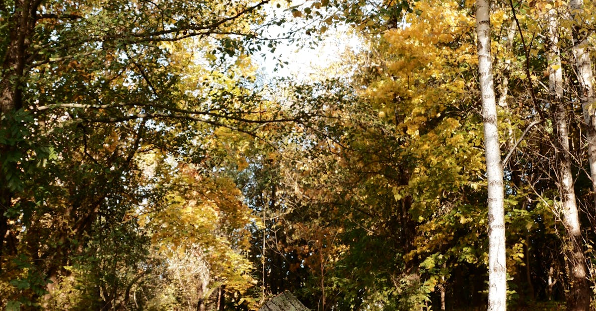 Peaceful autumn woodland with fallen trees and golden leaves covering the ground.