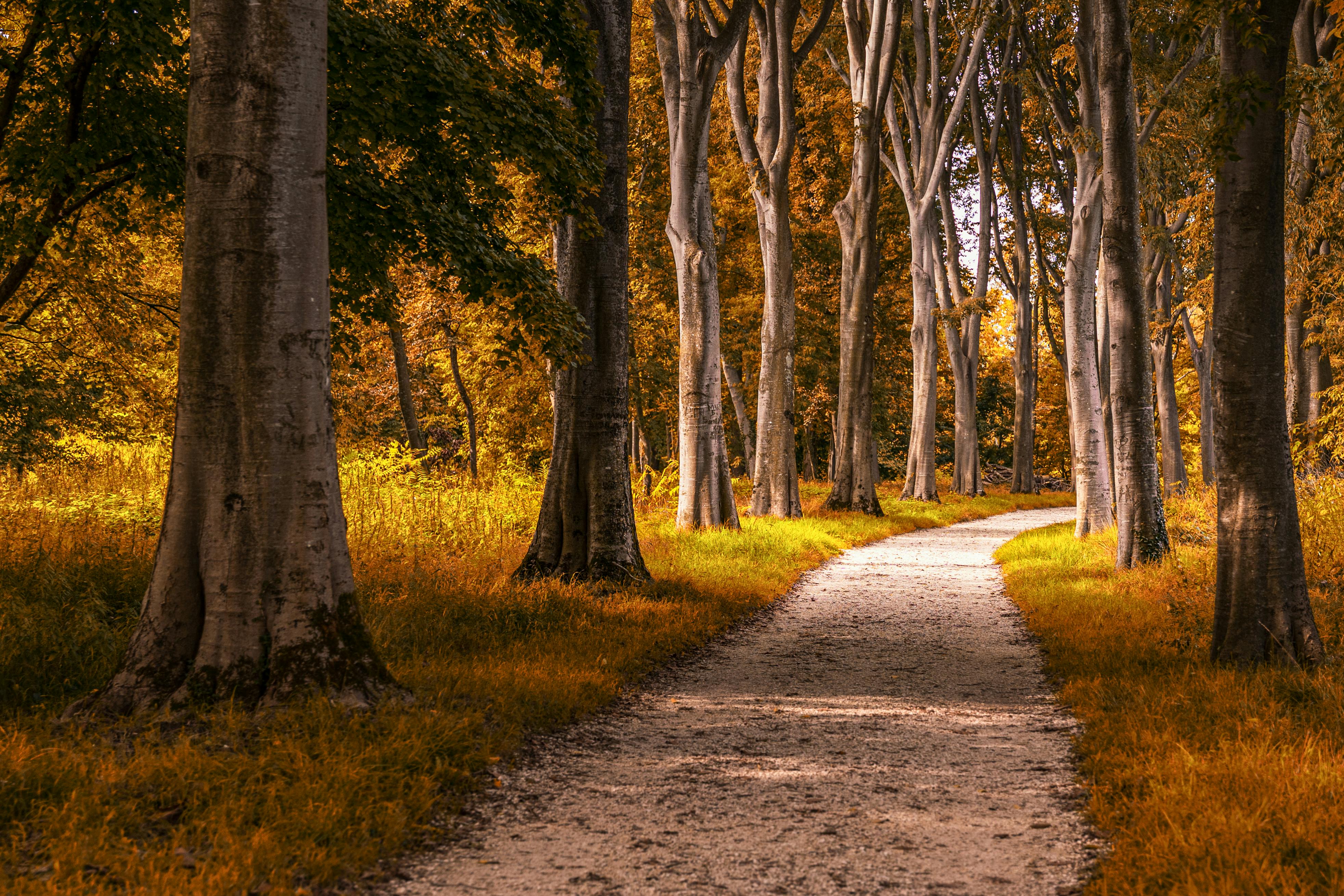 Peaceful forest path surrounded by tall trees in vibrant autumn colors on a sunny day.