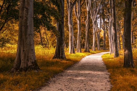 Peaceful forest path surrounded by tall trees in vibrant autumn colors on a sunny day.