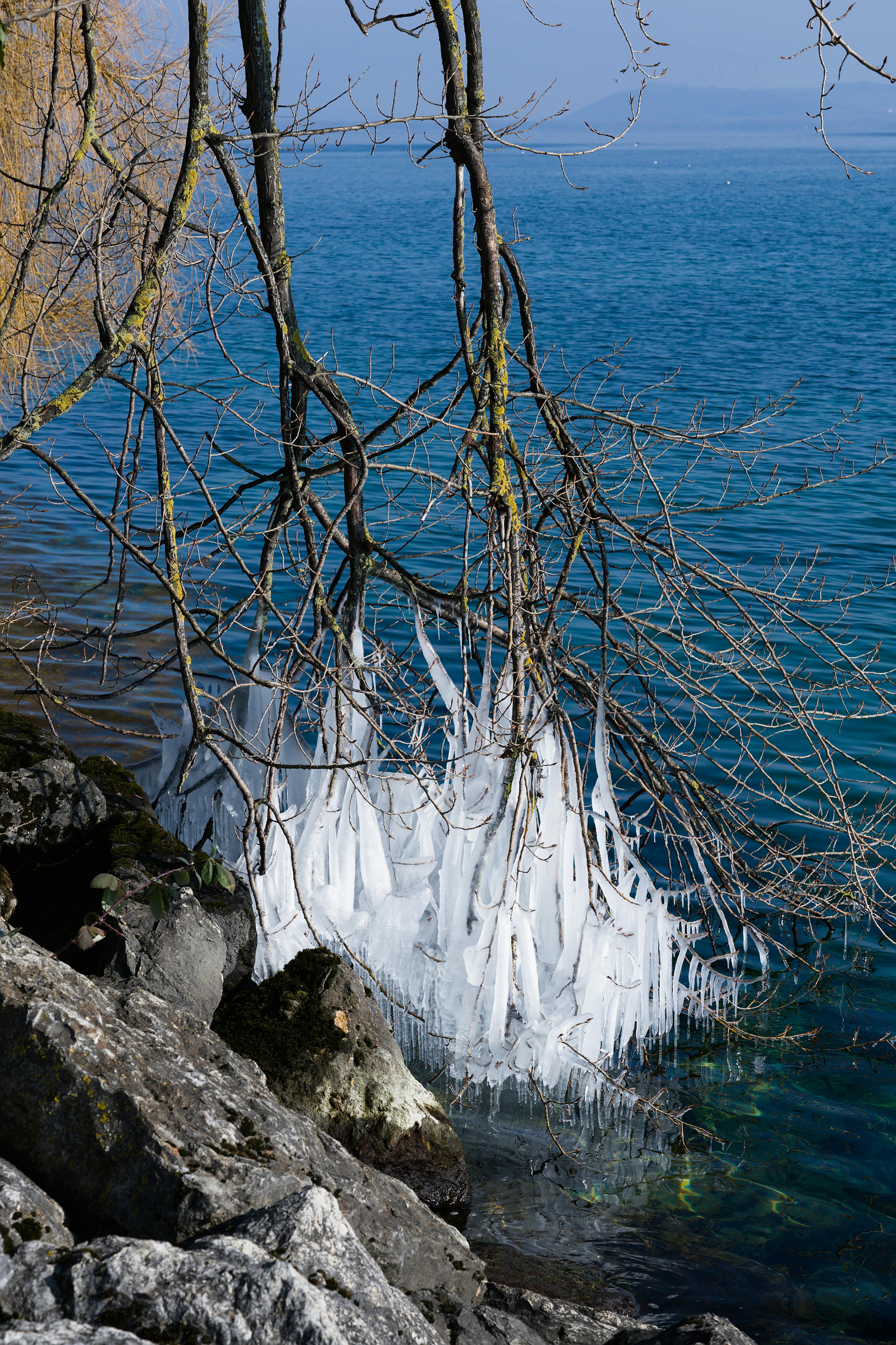 Icy branches hang over Lake Neuchâtel's vibrant blue water in a winter scenery.