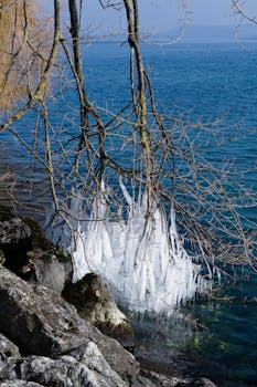 Icy branches hang over Lake Neuchâtel's vibrant blue water in a winter scenery.