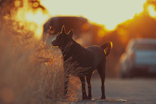 Gratis lagerfoto af dyrefotografering, hund, natur