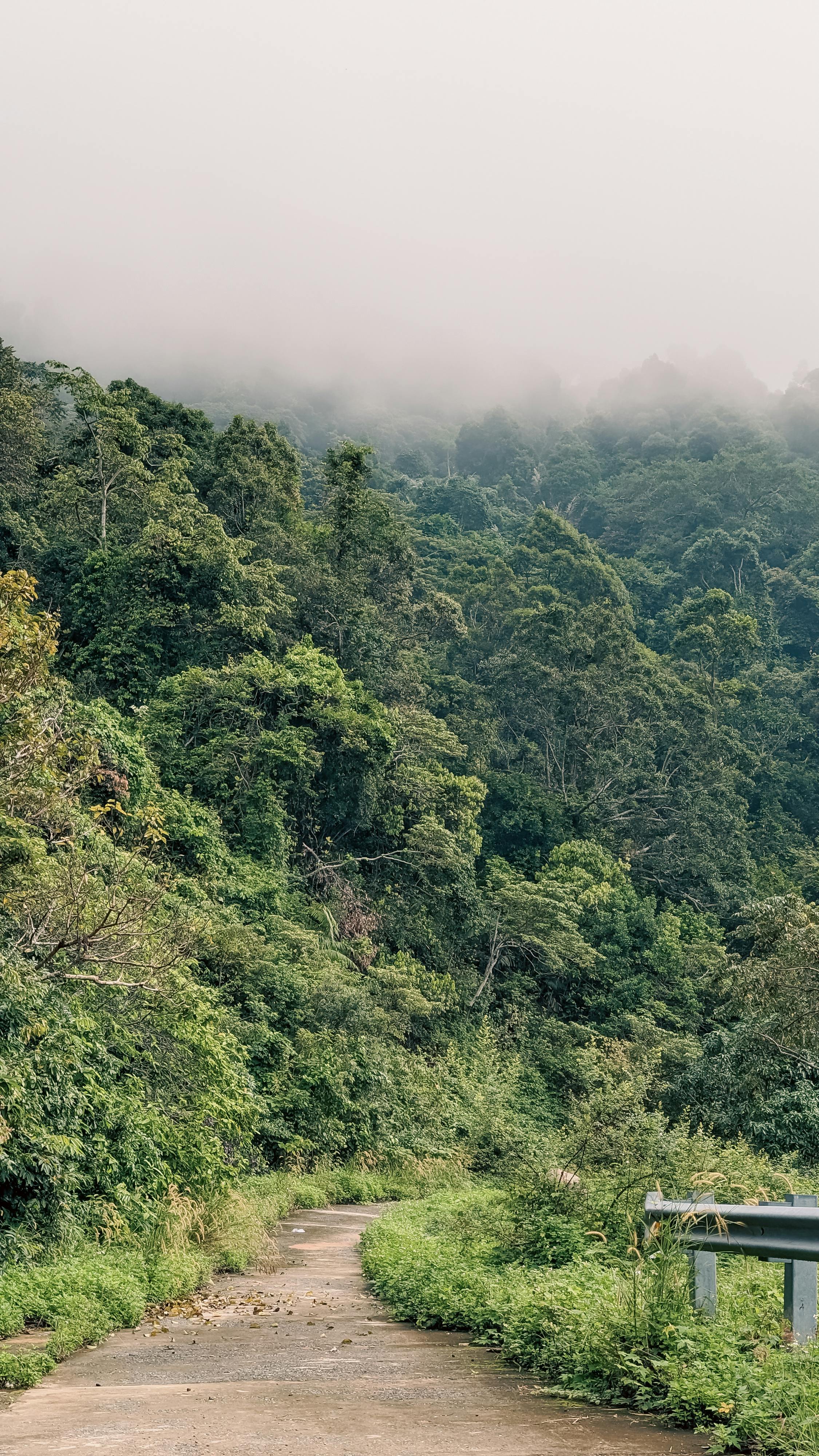 Ép cây khô như thế nào cho đẹp? 977 – viet lach, thuc vat hoc, tieu ban thuc vat, tieu ban, tieu ban hoa kho, tieu ban thuc vat kho, tieu ban hoa, tieu ban la gi, tieu ban xuong, tieu ban ho la gi, cach lam tieu ban, cach lam tieu ban thuc vat kho, cach ep tieu ban, tieu ban cay kho.