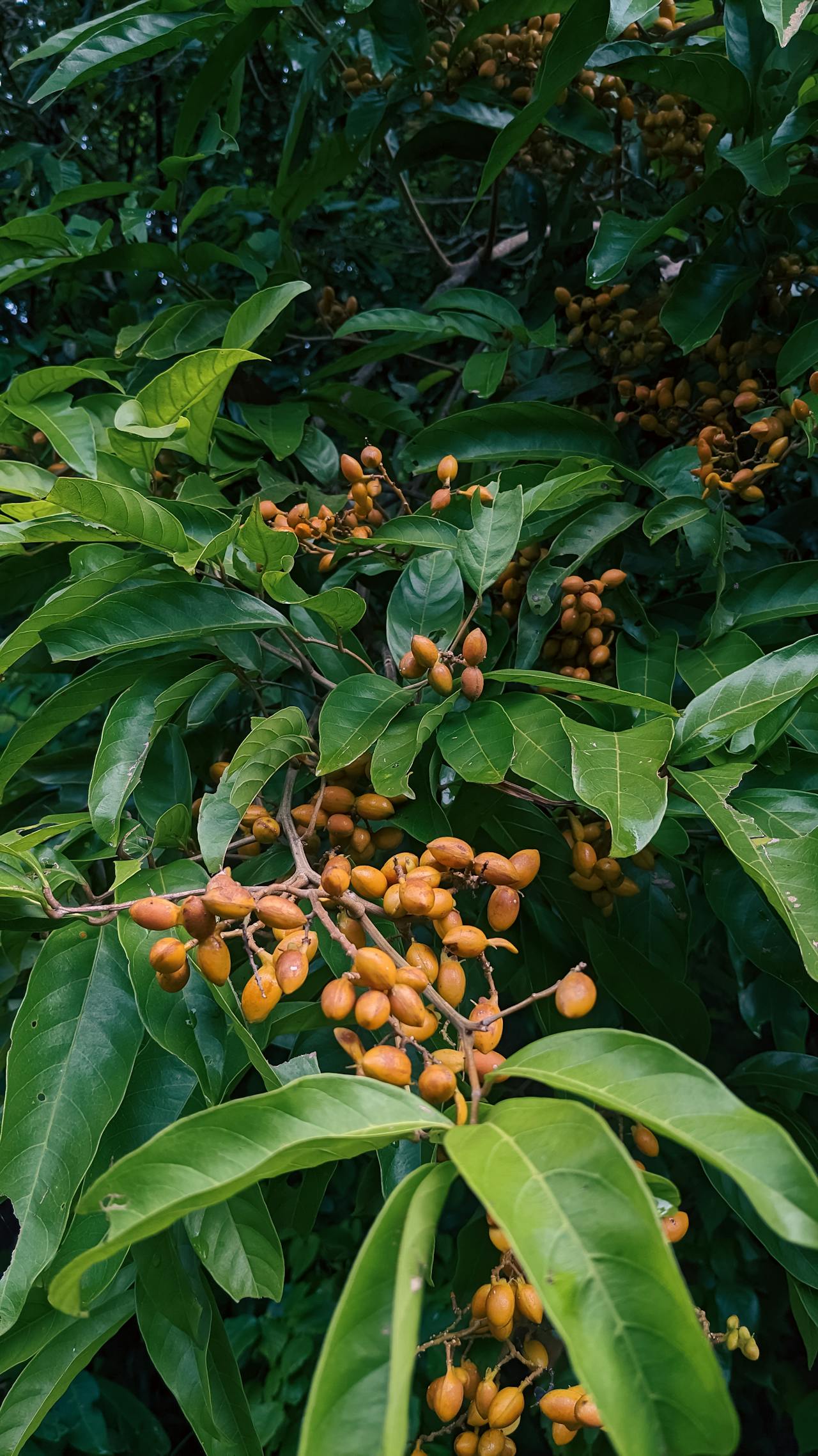 Thám tử lừng danh Conan | Chương 0636