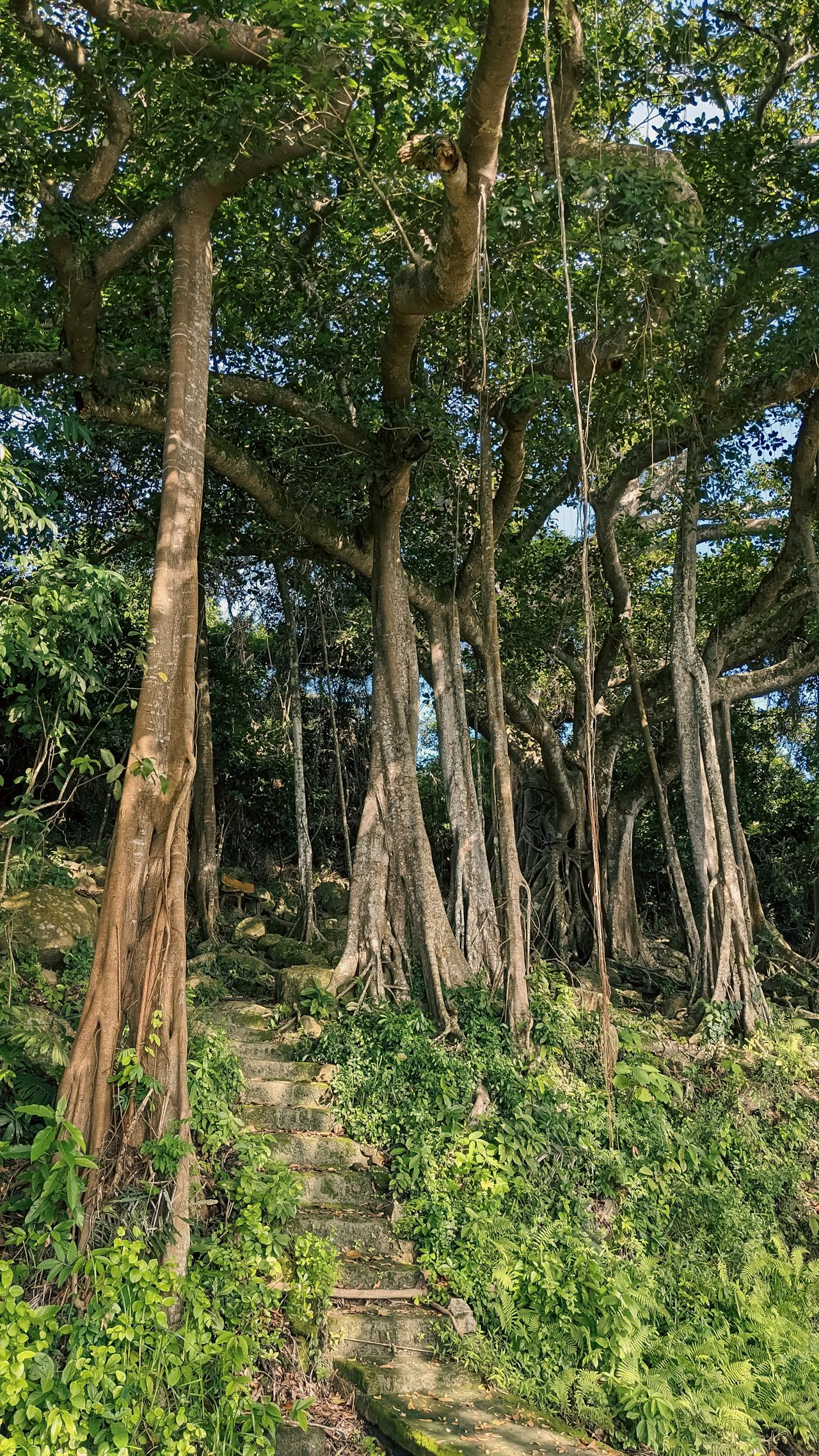 Chim lửa | Chương 61