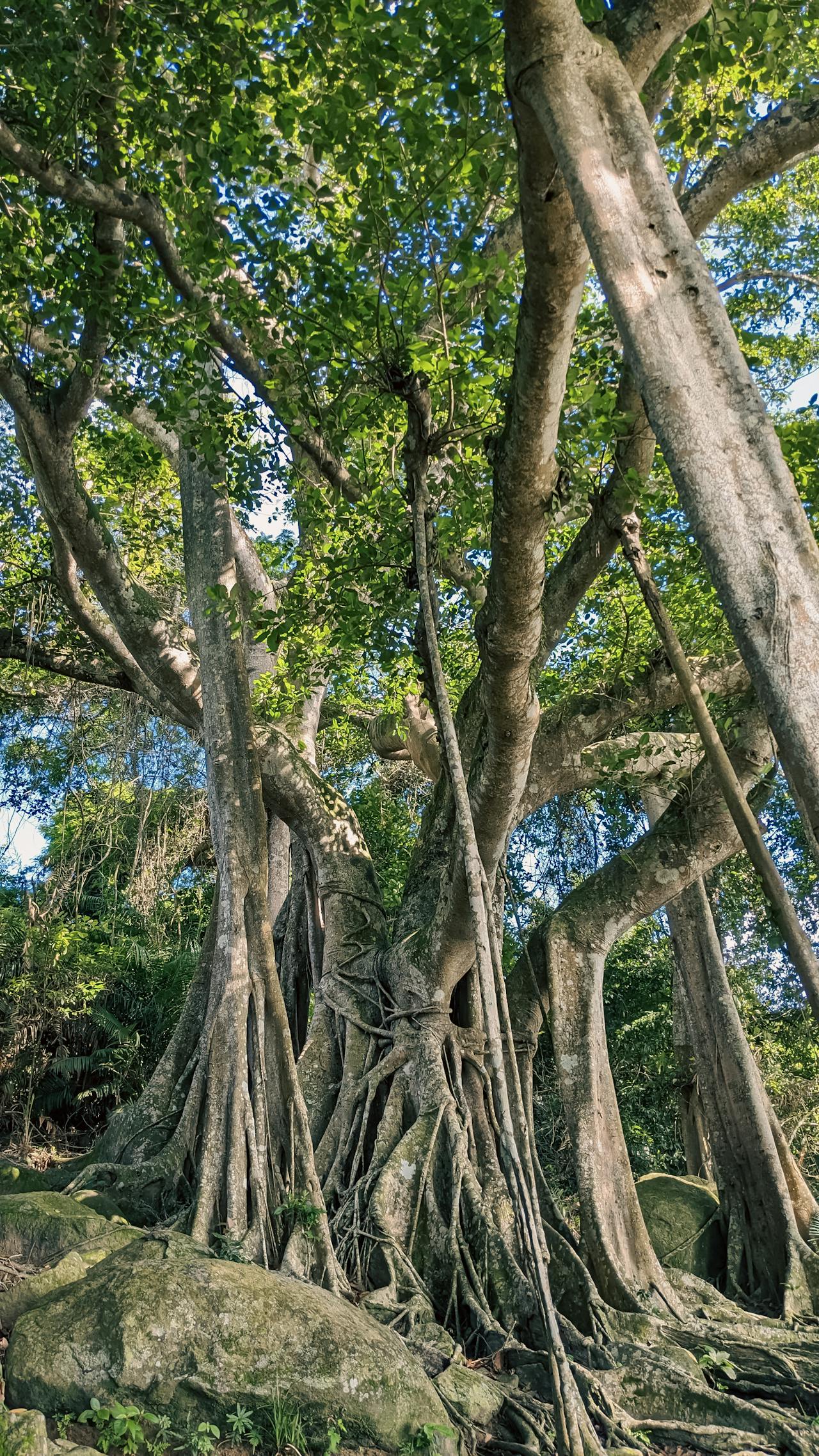 Thần điêu hiệp lữ | Chương 10
