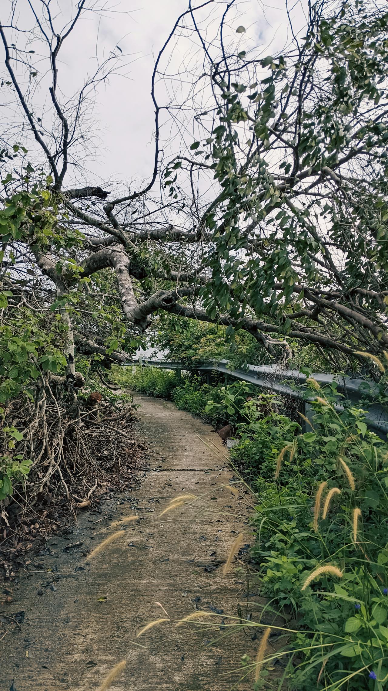 Viết đoạn văn giới thiệu bản thân lớp 6