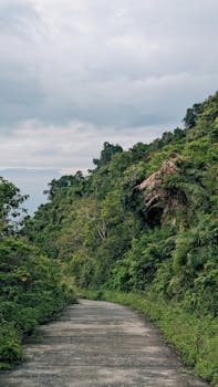 A scenic jungle pathway surrounded by lush greenery in Son Tra Peninsula, Da Nang, Vietnam, perfect for nature escapes.