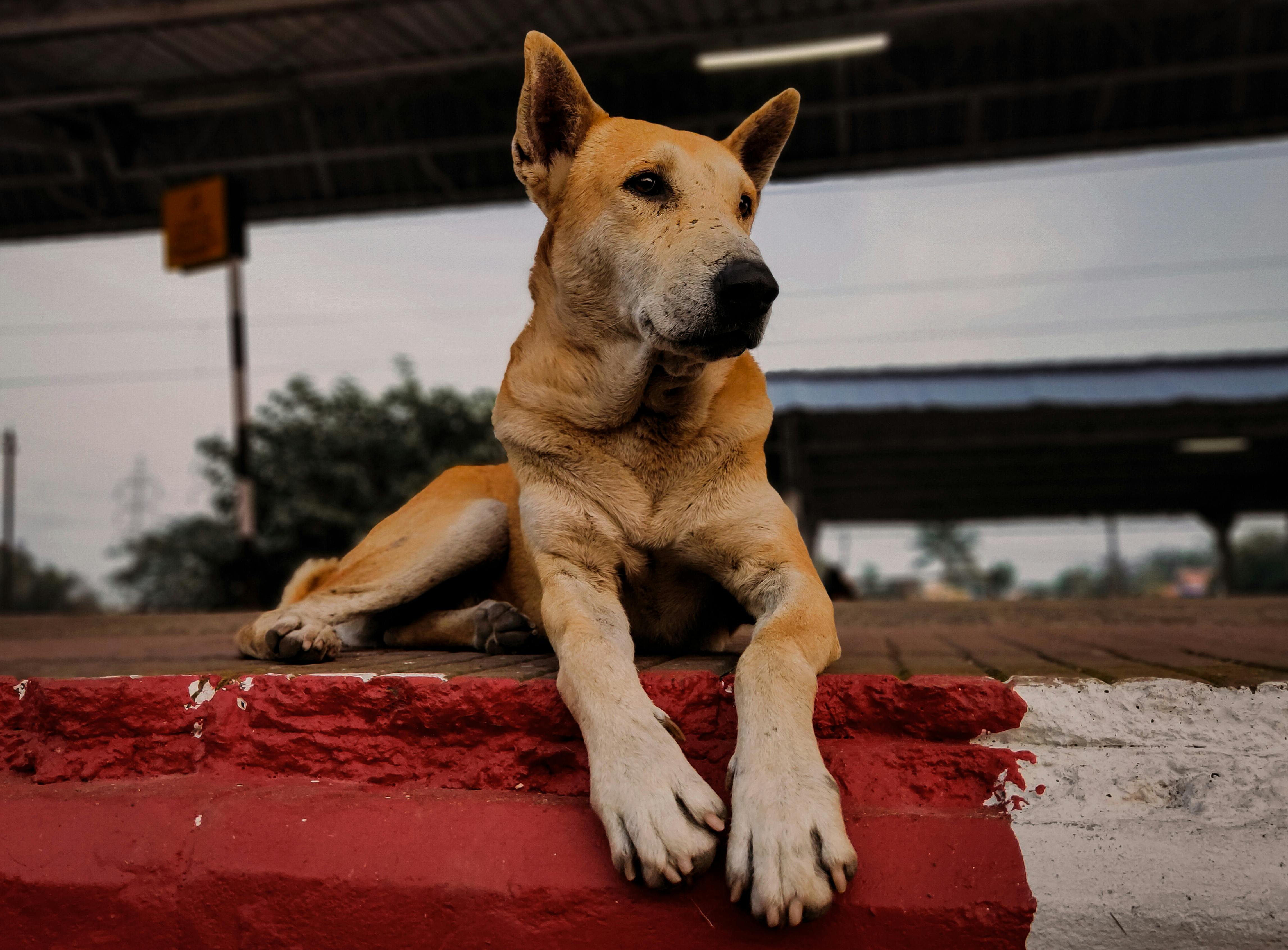 國際：表面上是狗狗友善列車，實際上卻引發寵物搭乘新規爭議