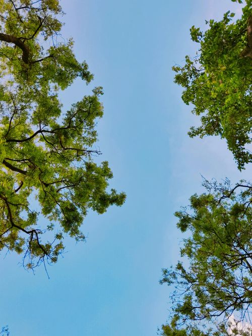 Free Looking up at green tree canopies against a clear blue sky. Stock Photo