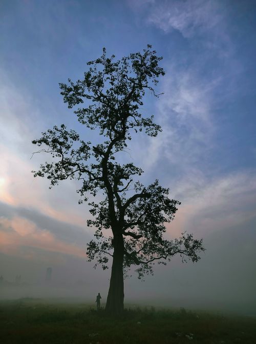 Free Old Tree Stock Photo