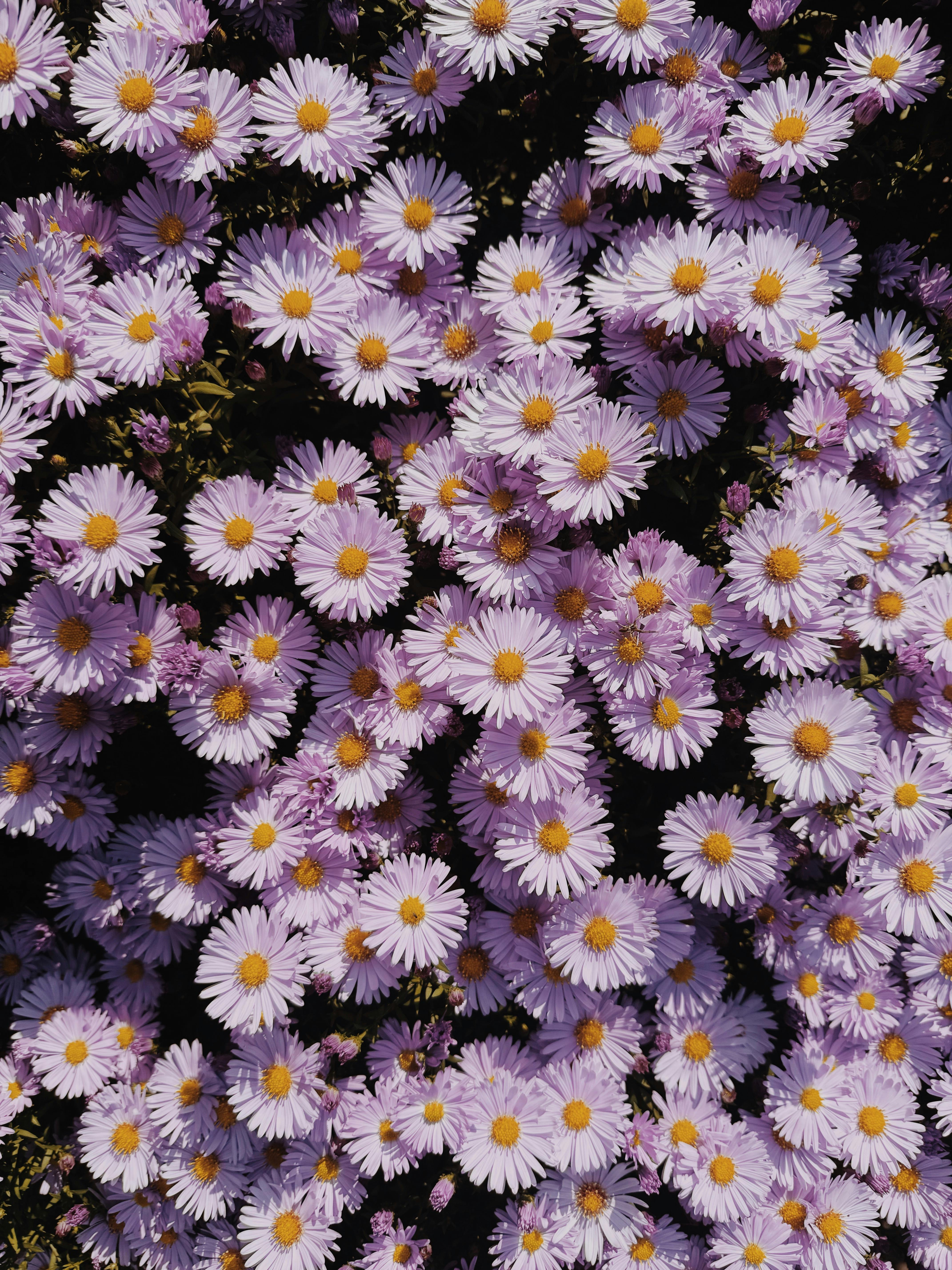 A stunning display of vibrant purple aster flowers creating a lush, colorful tapestry in nature.