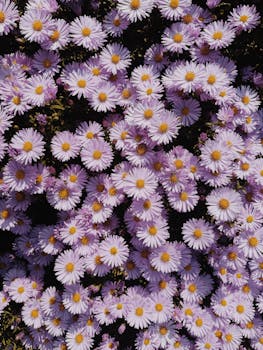 A stunning display of vibrant purple aster flowers creating a lush, colorful tapestry in nature.