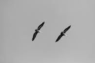 Elegant Black and White Photo of Two Soaring Birds