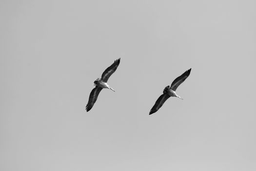 Black and white photo capturing two birds gracefully soaring in the sky.