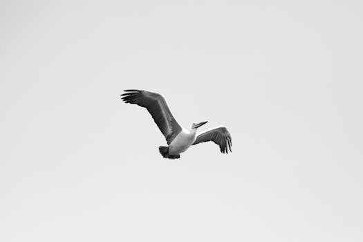 Elegant black and white photo capturing a pelican soaring in clear sky, wings spread wide.