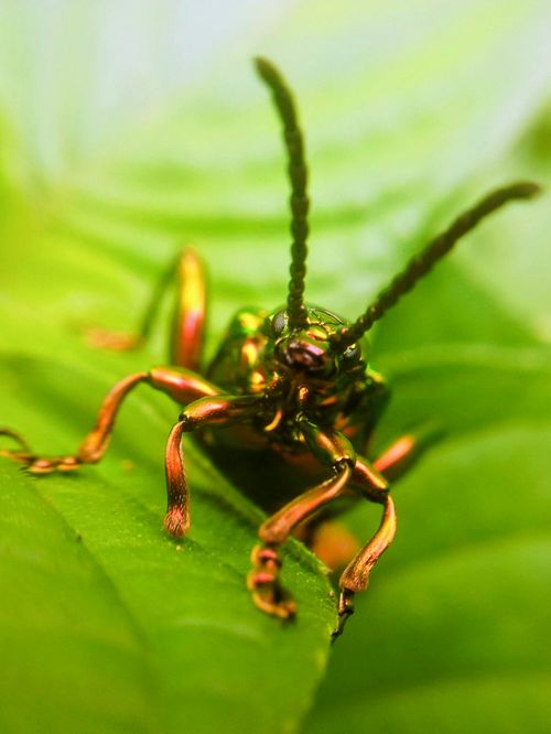 Free Detailed macro shot of a metallic beetle with green and gold hues on a vibrant green leaf. Stock Photo