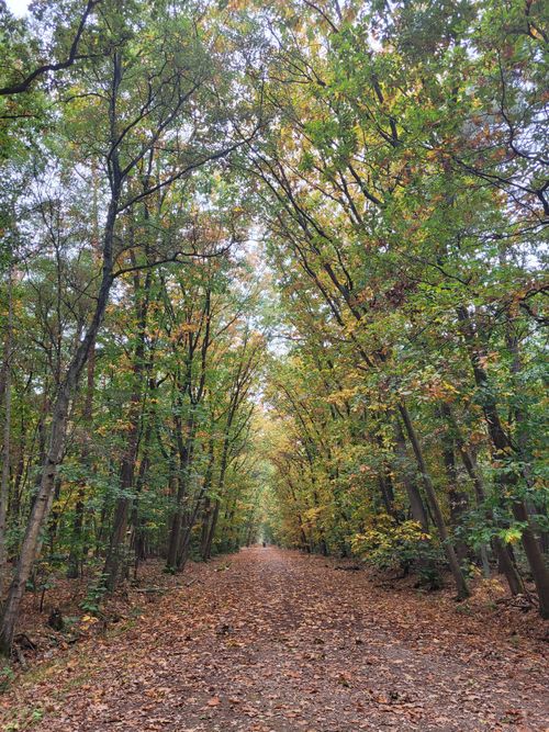 Free A peaceful forest pathway surrounded by colorful autumn foliage, perfect for nature lovers. Stock Photo