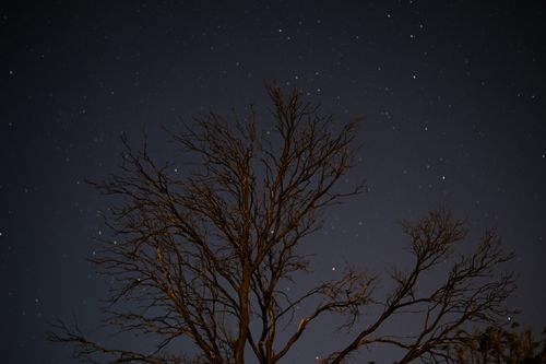 Free A leafless tree silhouetted against a starry night sky. Stock Photo