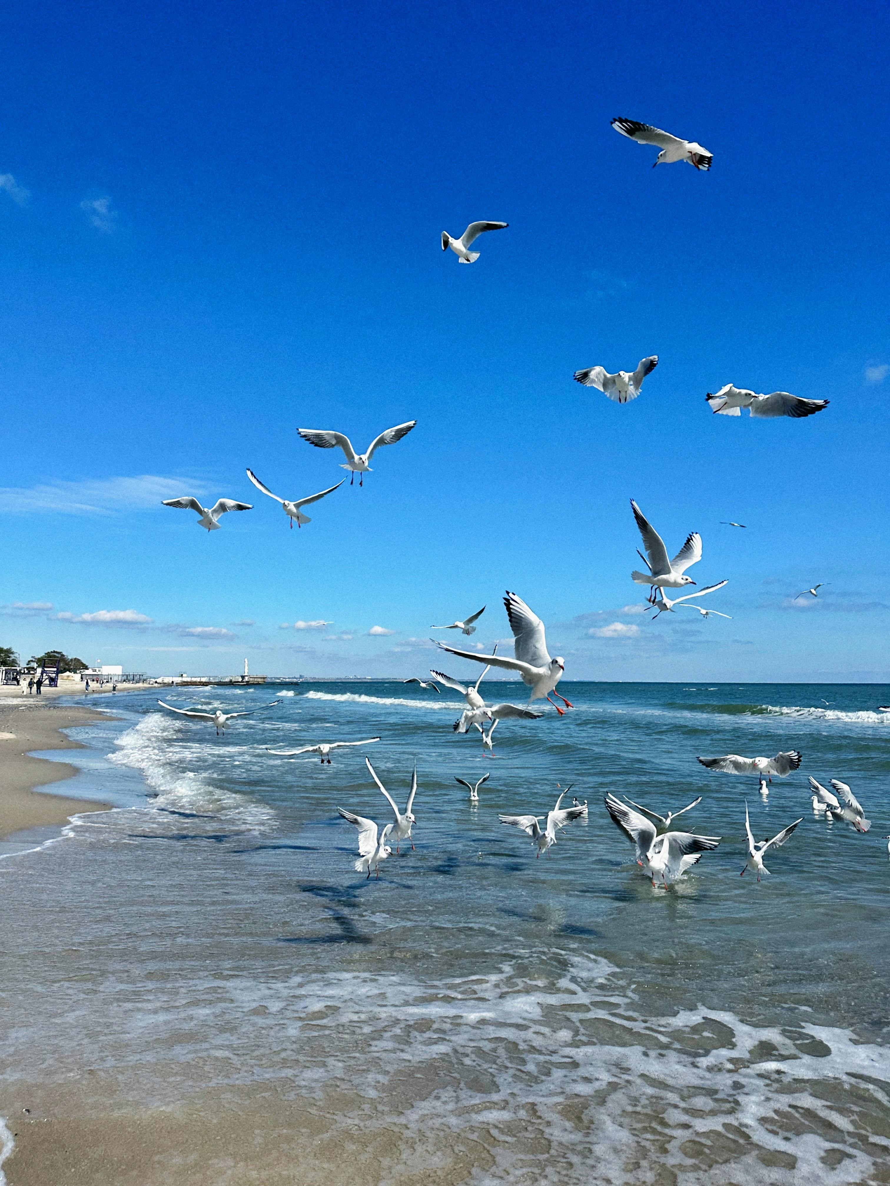 好的，我会按照您的要求进行句子的优化