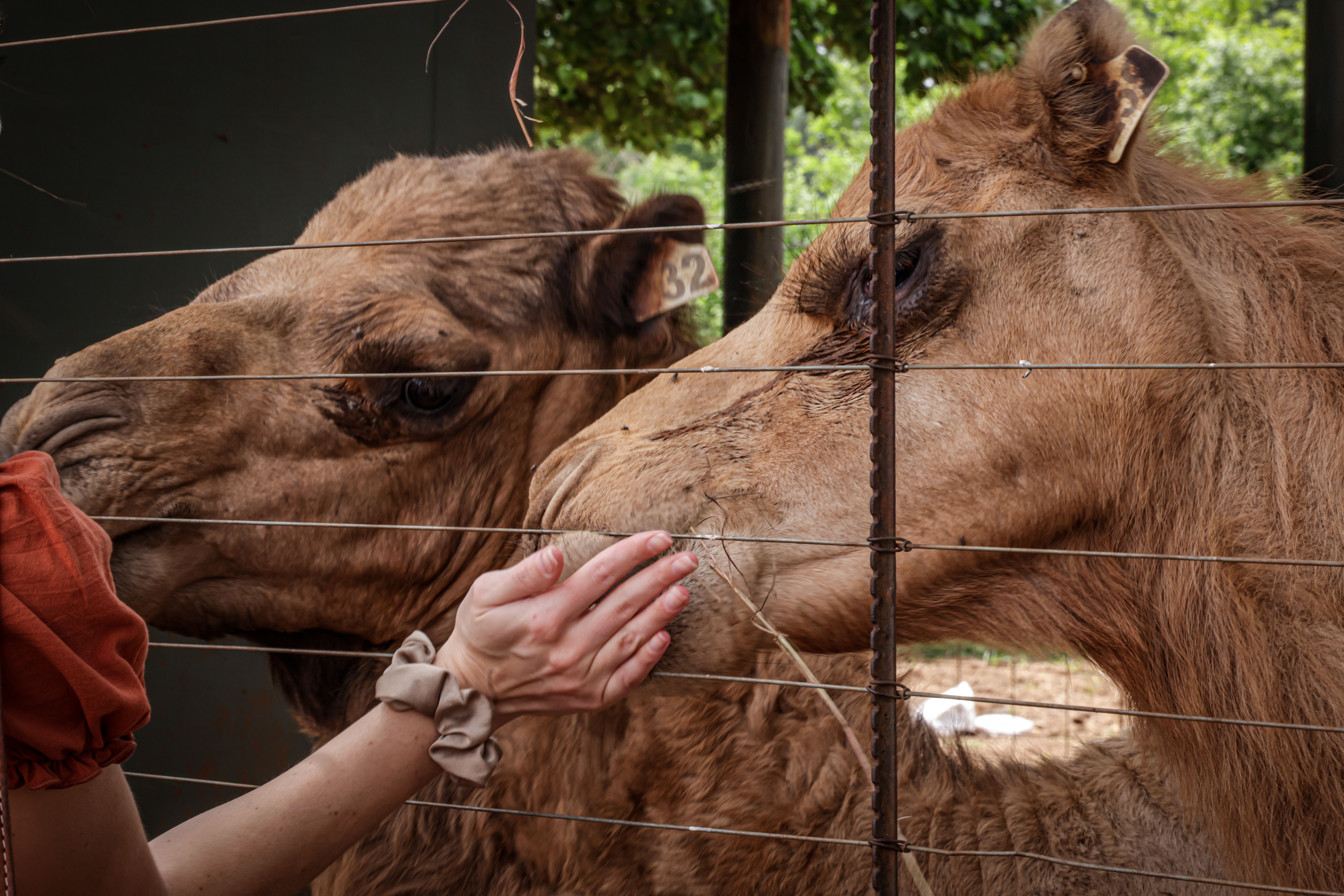 Camel Encounter