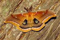 Close-up of a colorful Polyphemus moth resting on tree bark, showcasing its eye spots.