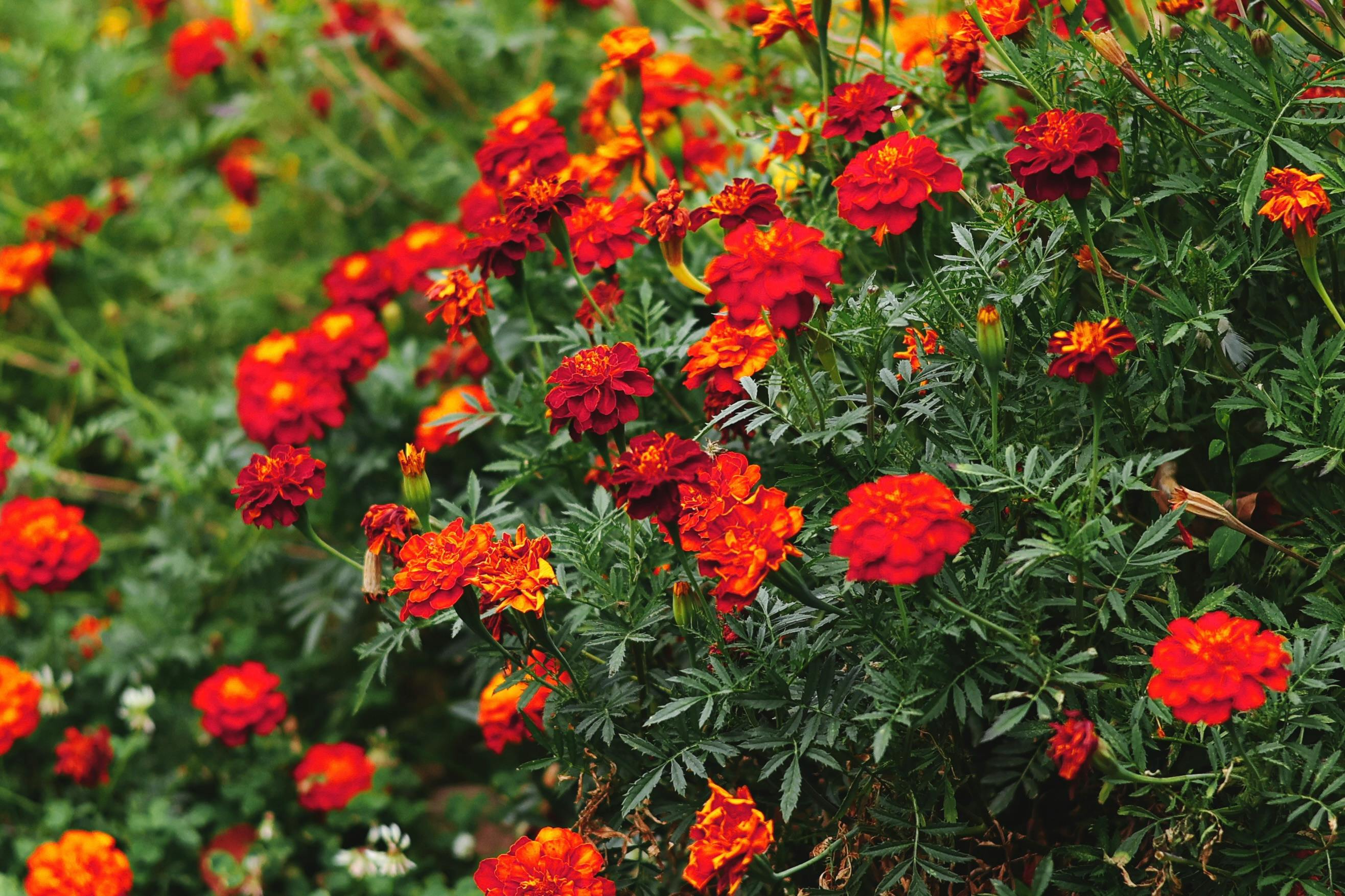 Bonanza Orange