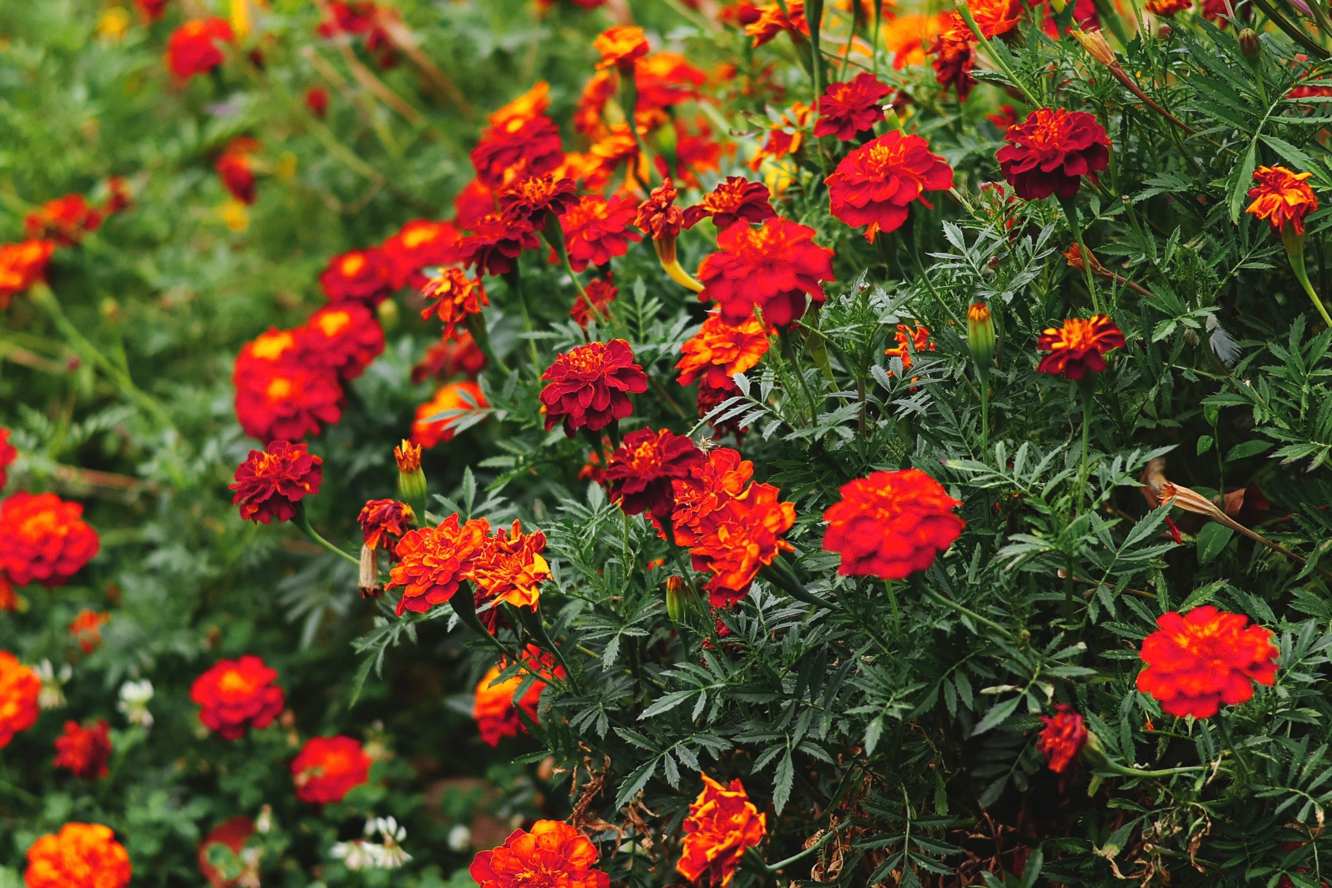 Marigold