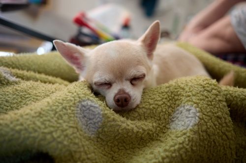 Free A peaceful Chihuahua sleeping on a cozy green blanket, evoking warmth and cuteness. Stock Photo