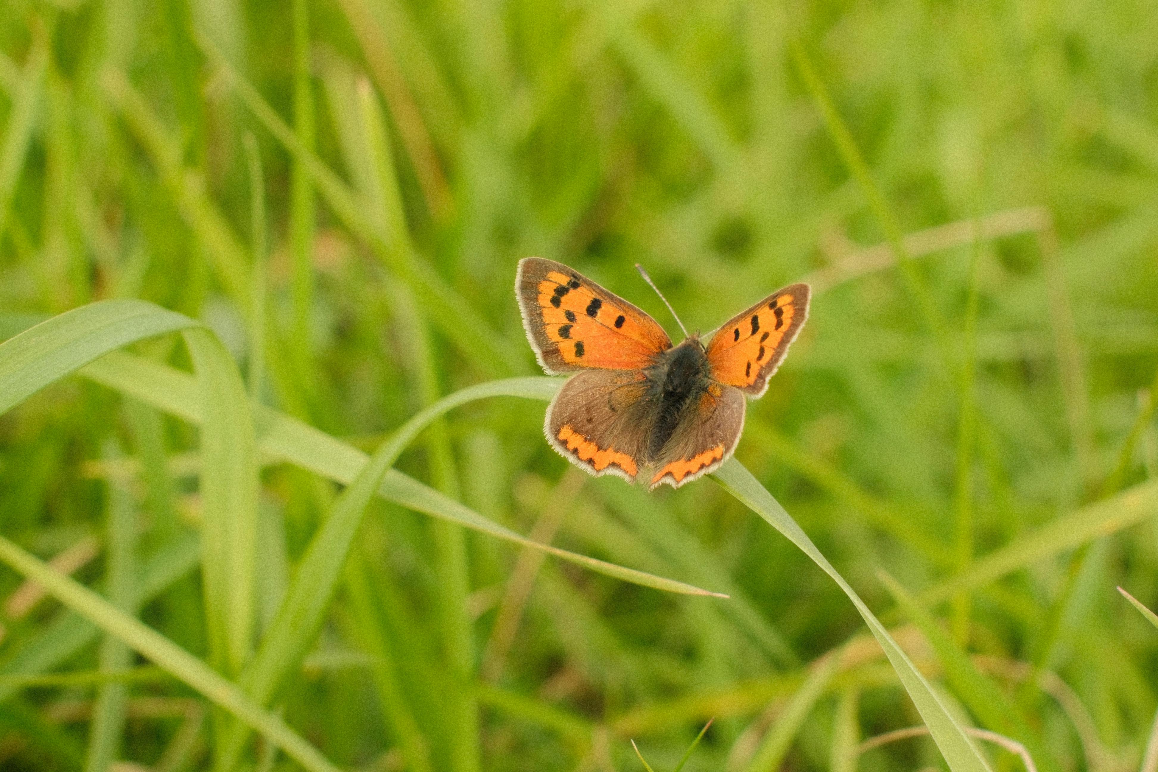 國際：業界能專計畫邀綠能業者參加台灣智慧能源週與淨零永續展