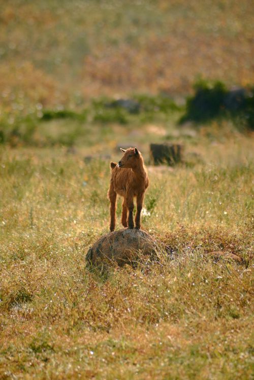 Free A young goat stands proudly on a rock amidst the tranquil morning in Jos, Nigeria. Stock Photo