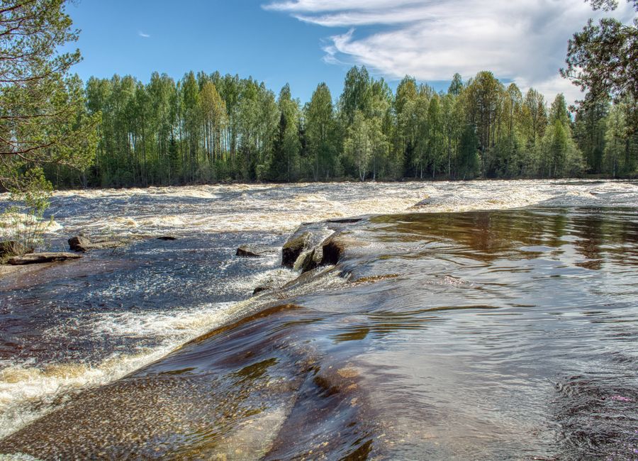 Majestic river rapids flowing through lush trees in Dalarna, Sweden.