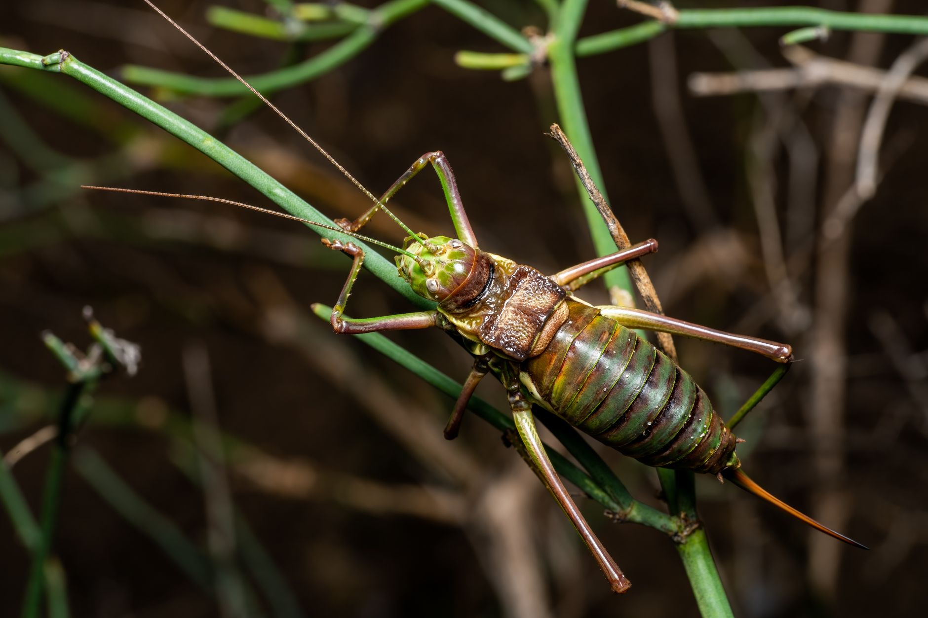 Scientists Recreated Chirps of Jurassic Insects, Simulating a 165 Million-yo Soundscape (Listen)