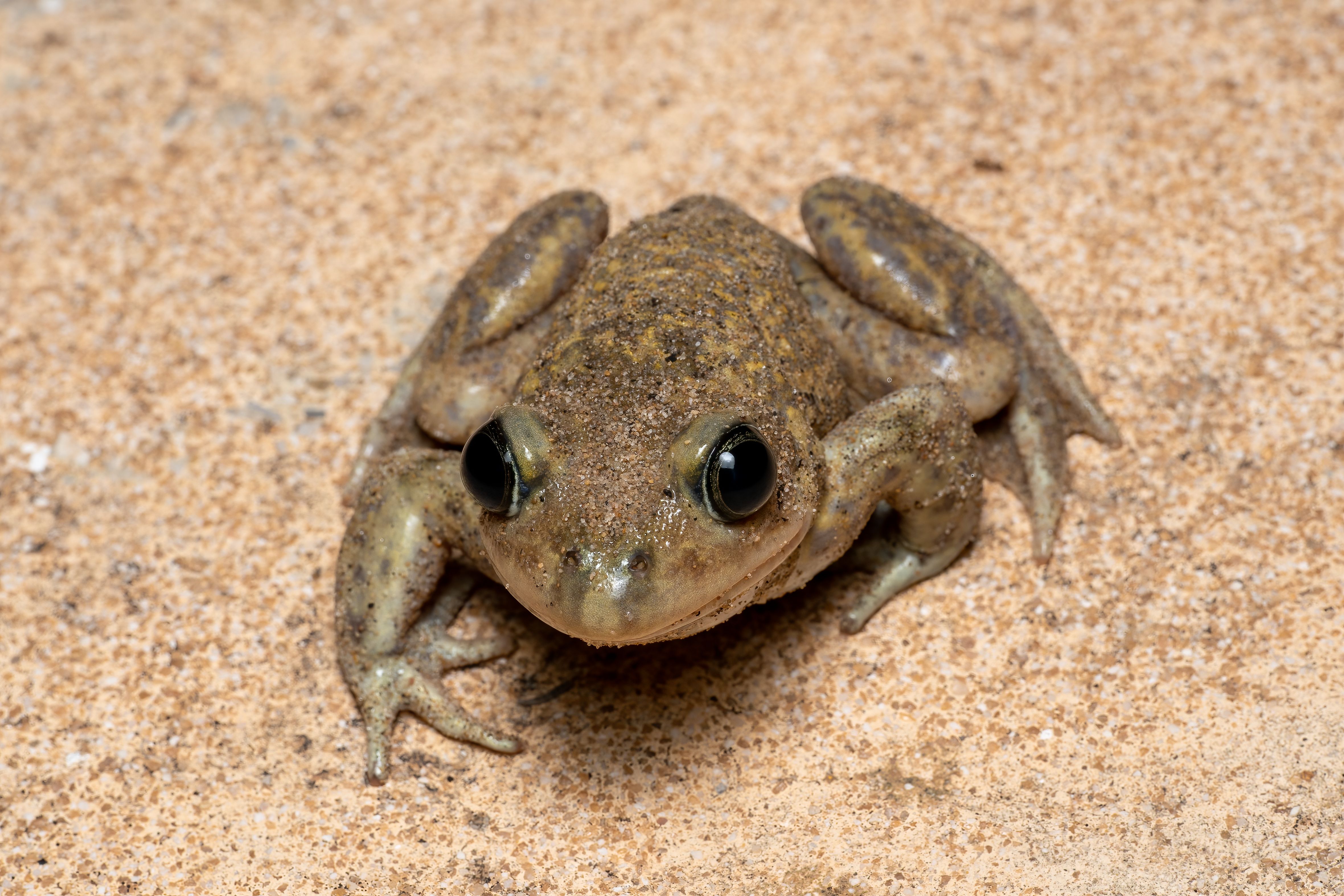 The ecological importance of 12 endemic species found only in the United States