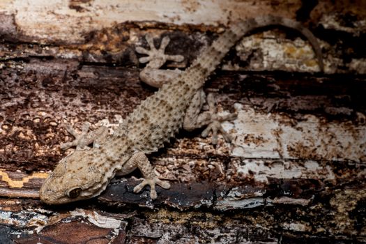 gecko photo