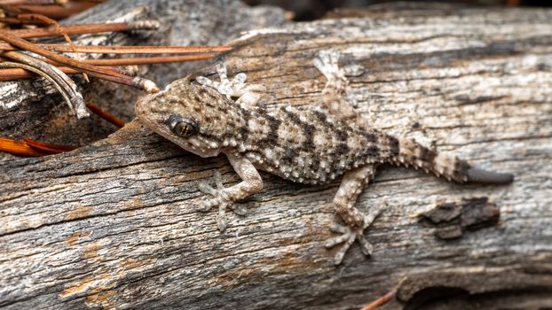 gecko photo