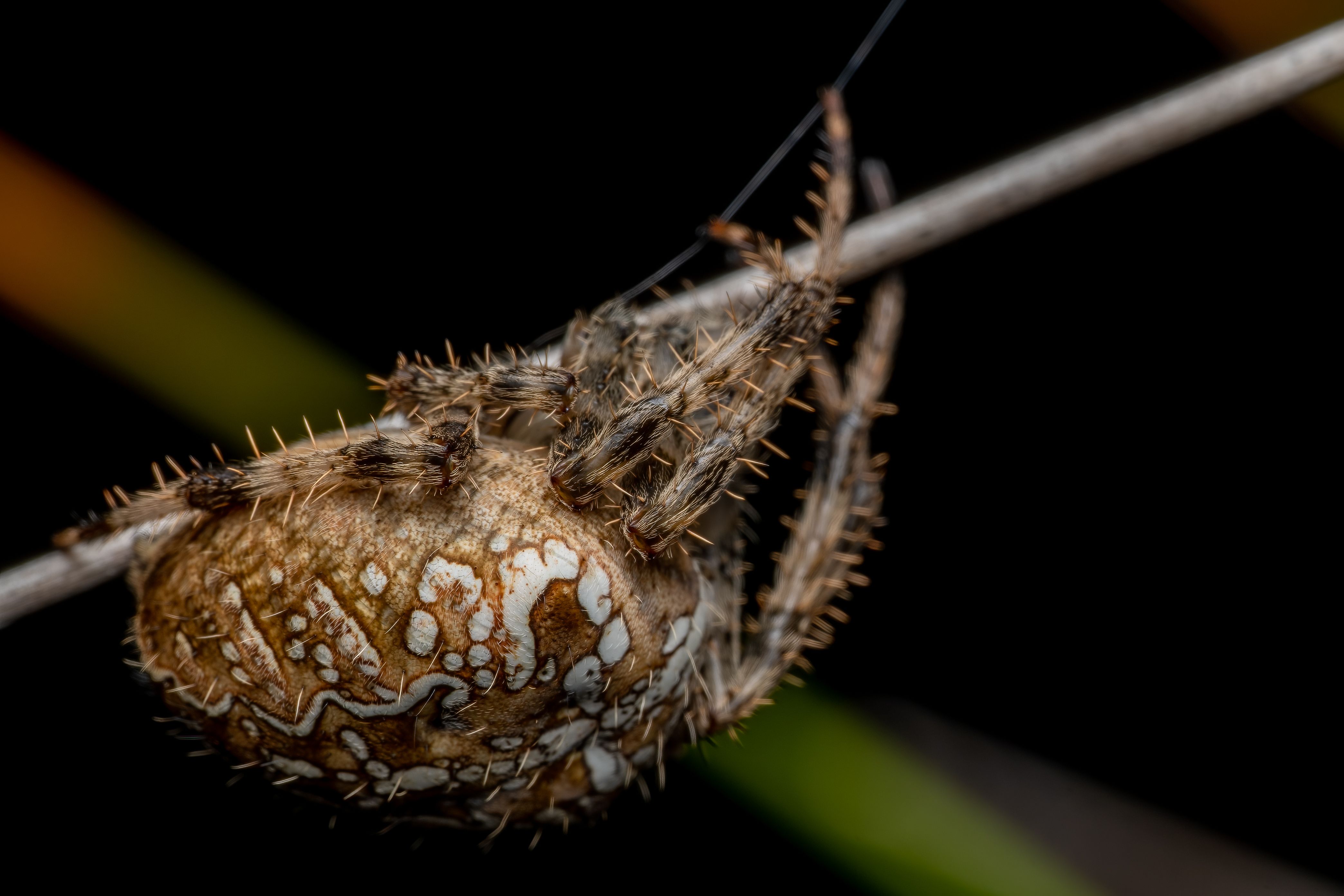 Close-up Macro of European Garden Spider in Valencia · Free Stock Photo