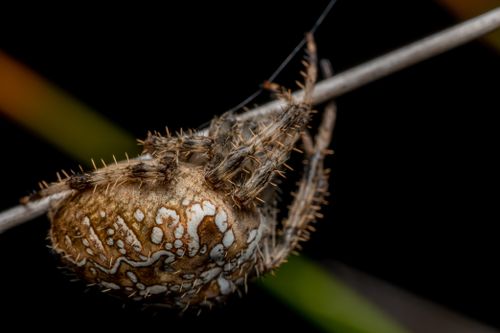 Free Detailed macro shot of Araneus diadematus spider on a web in Valencia, Spain. Stock Photo